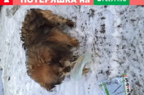Собака с ошейником на Разинском шоссе, Салтыковка
