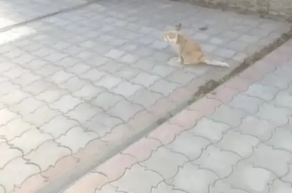 Найден кот в районе гипермаркета, Алексеевка