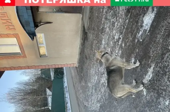 Найдена собака у магазина в Дер Мишуткино