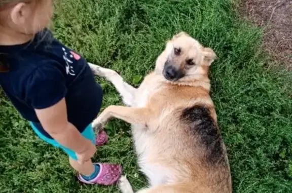 Кошки потеряшки, Ульяновск, фото: Потеряшка немецкая овчарка на террасе в Ульяновске