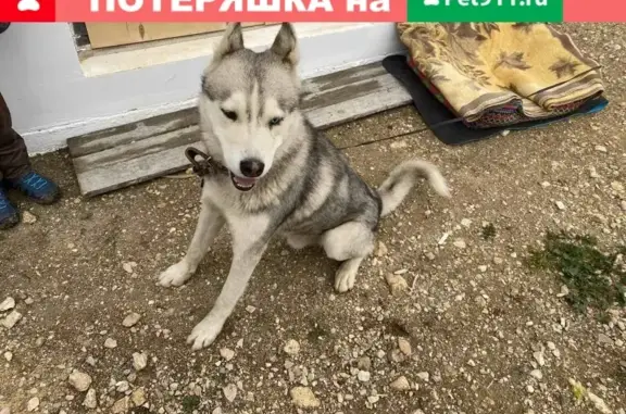 Собака Хаски найдена в Севастополе
