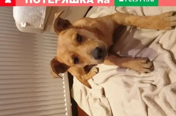 Найден щенок в Калининграде, ищем хозяев