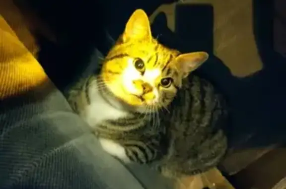 Кошка найдена у Северных мостов, Краснодар