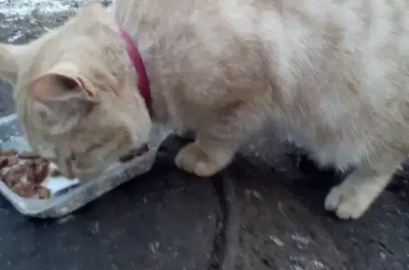 Найдена рыжая кошка на ул. Кувыкина