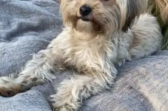 Собаки потеряшки, Брянск, фото: Потеряшка собака на ул. Кольцова, Володарский район