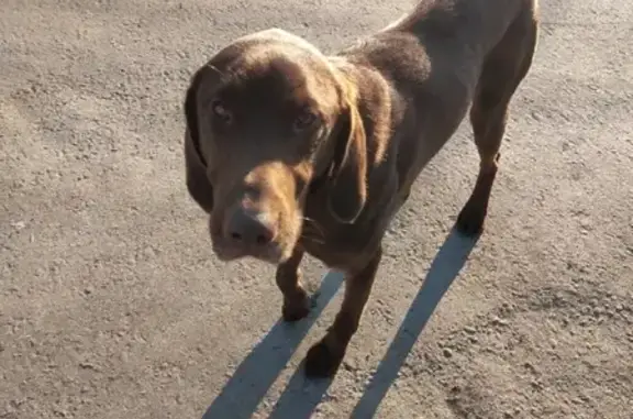 Найдена собака метиса лабрадора в Щёлково