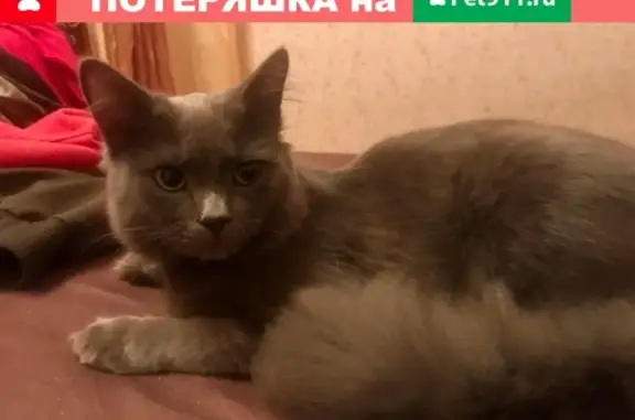 Пропала кошка Котик в Екатеринбурге