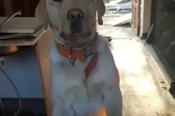 Пропала собака Честер в Владикавказе