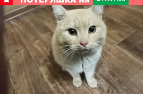Найден кот в Камызяке, возможно потерялся.