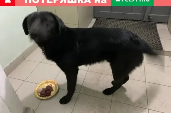 Чёрный пёс в Пензе с ошейником