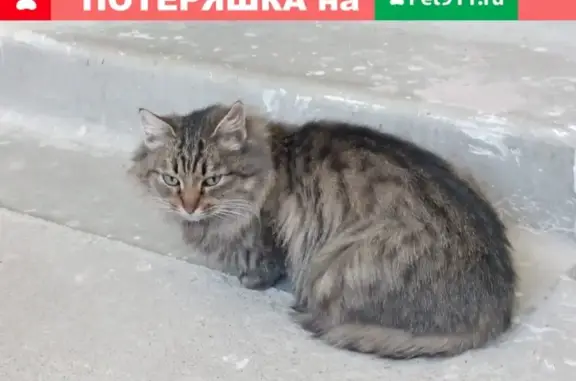 Найдена беспризорная кошка на улице Камова, дом 6к1, подъезд 2