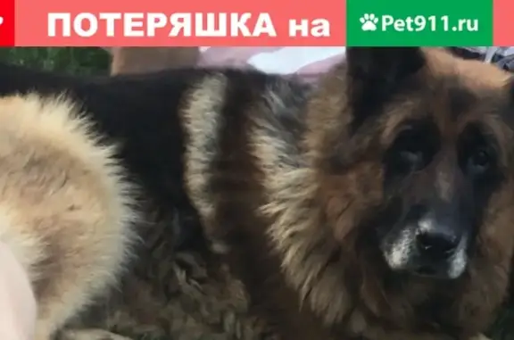 Пропала собака в Иркутске, район рабочего, вознаграждение.