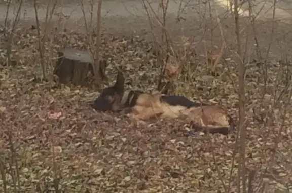 Найдена собака, Ростов-на-Дону, фото: Найдена немецкая овчарка в Ростове-на-Дону