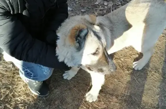 Найдена добрая собака возле Остужевского рынка в Воронеже