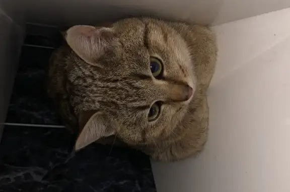 Найдена кошка в Москве, возраст до 2х лет, коричнево-красный окрас, зеленые глаза.