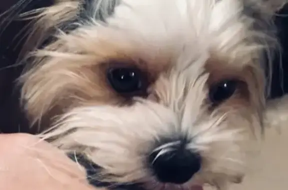 Собаки потеряшки, Ульяновск, фото: Потеряшка бьерк терьер на ул. Михайлова в Ульяновске