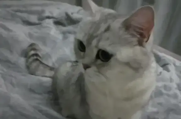 Домашняя кошка Вискас из Чебоксар найдена