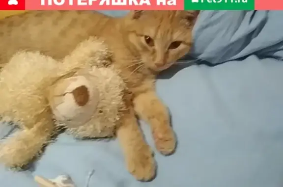 Найдена воспитанная кошка в Тюмени