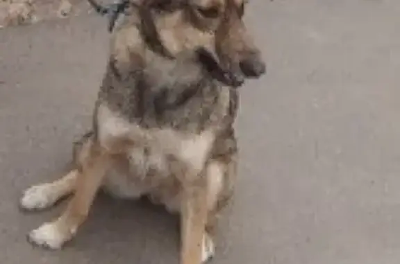 Пропала собака в Серпухове