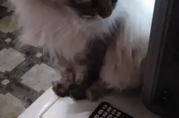 Объявления о пропавших и найденных животных, Ижевск, фото: Пропала кошка Степа на Воровского, Ижевск