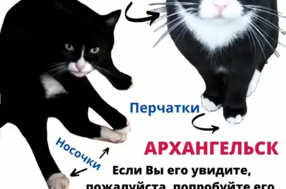 Пропала кошка Кот в Архангельске