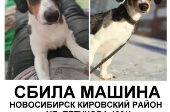 Пропала собака в Новосибирске, Затулинский жилмассив