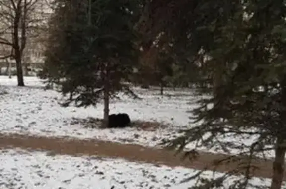 Найдена собака в Сиреневом парке, Москва