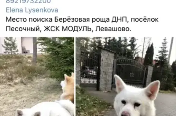 Пропала собака Юки в посёлке Песочный, СПб
