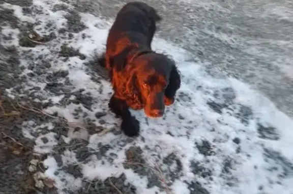 Собака Спаниель найдена в Петрозаводске