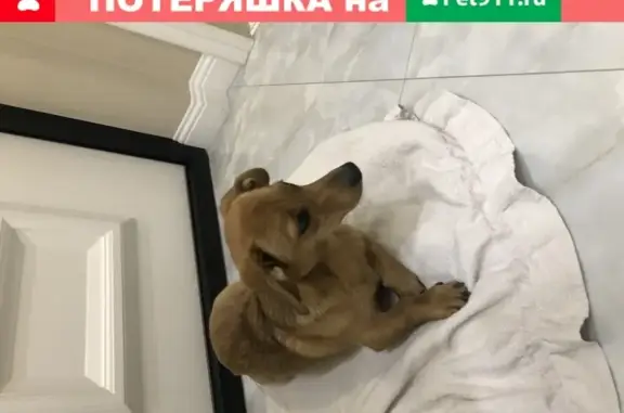 Найдена собака в Краснодаре: рыжий коротконогий пес ищет хозяев!