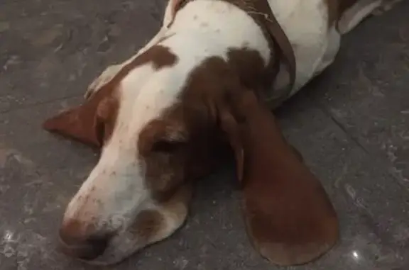 Найдена собака в Самаре на ул. Чекистов