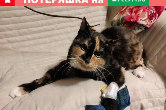Найдена трёхцветная кошка на Салова, СПб