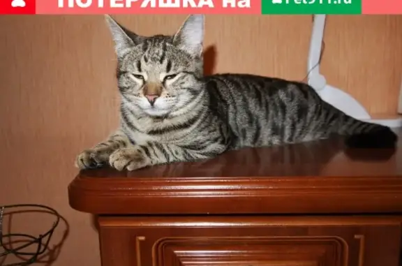 Пропала кошка Яша в Пушкино