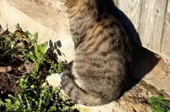 Найдена кошка в Ленинградской области, г. Толмачёво.