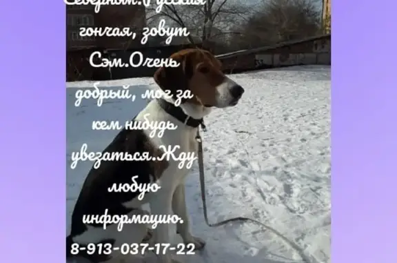 Пропала собака Русская гончая на Комсомольском проспекте