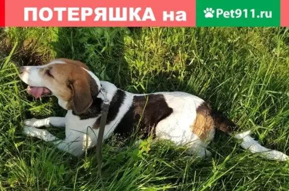 Пропала собака в Районе Новокосино, Реутово!