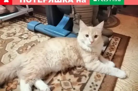 Найден домашний котенок на ул. Октябрьская, 21