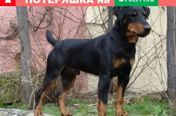 Пропала собака Ягдтерьер в Брянске.
