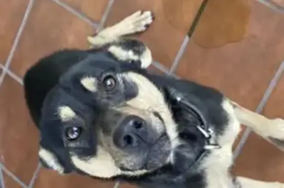 Найдена собака с ошейником в Дмитрове
