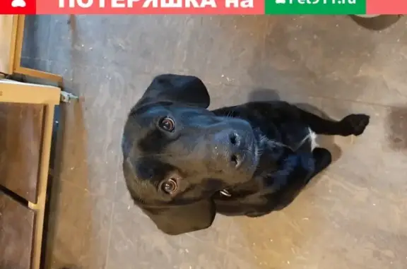 Найдена собака Лабрадор в селе Жаворонки