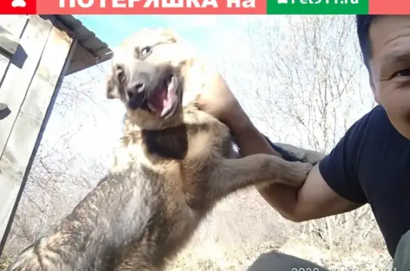 Пропала собака черно-рыжей окраски в Горно-Алтайске на ул. Чкалова