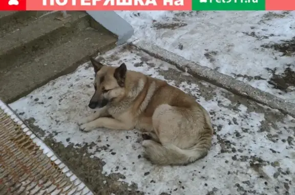 Найдена контактная собака в Ижевске