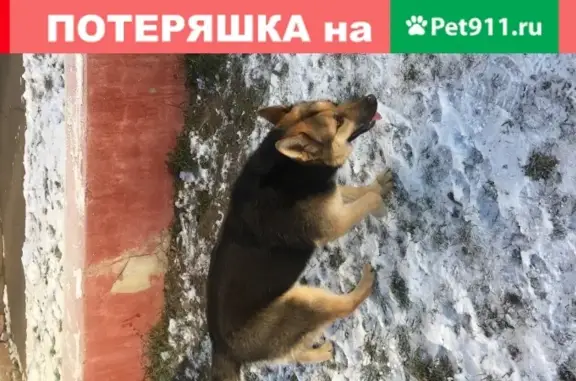Найдена собака в Ярославском районе Москвы