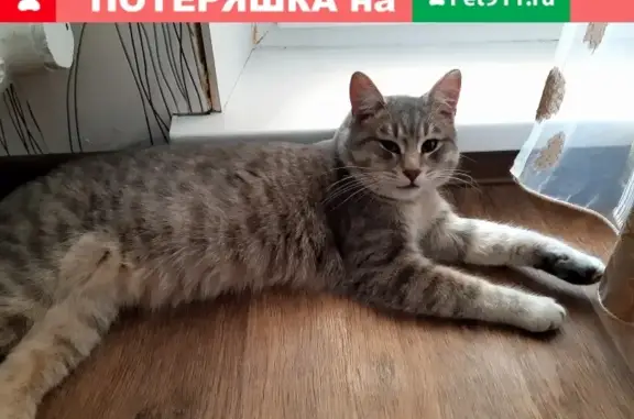 Найден домашний кот в Чебоксарах.