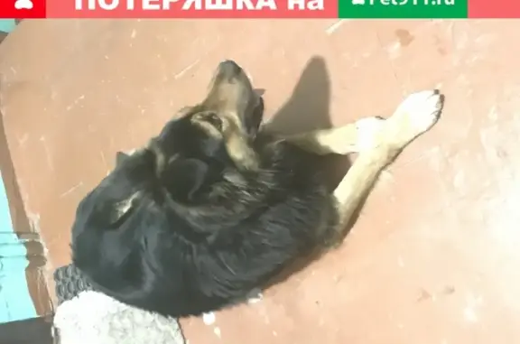 Найдена добрая собака на улице Лермонтова