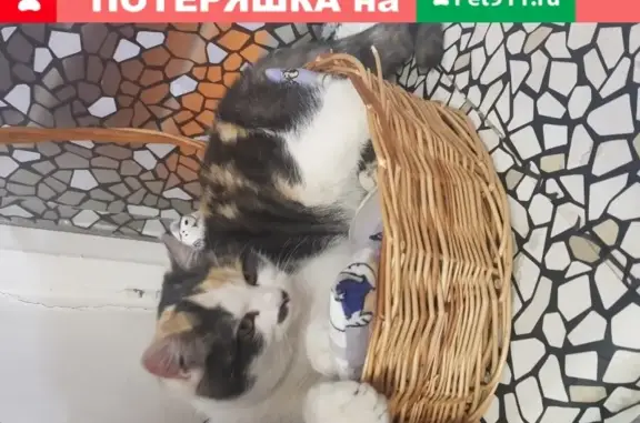 Найдена трехцветная кошка в Оренбурге