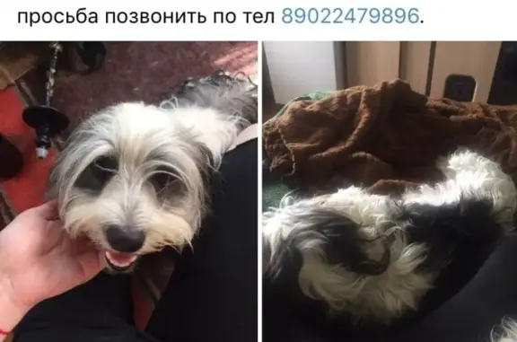 Пропала собака Лана в Оренбурге