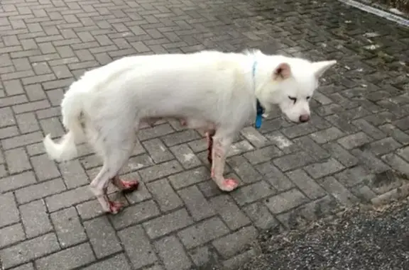 Пропала собака Юки в Сертолово, нужна помощь!