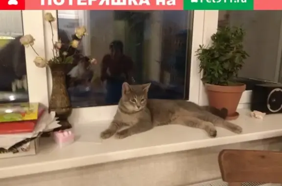 Найдена кошка возле станции Немчиновка
