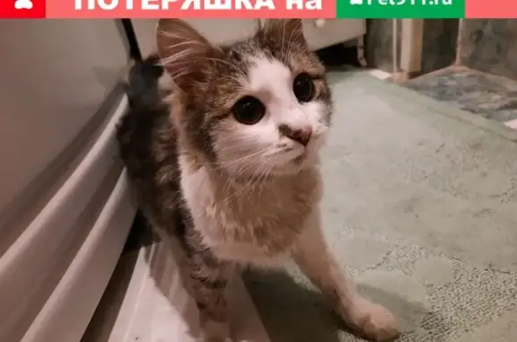 Кошка найдена на улице Гаврилова, 46 (Казань)
